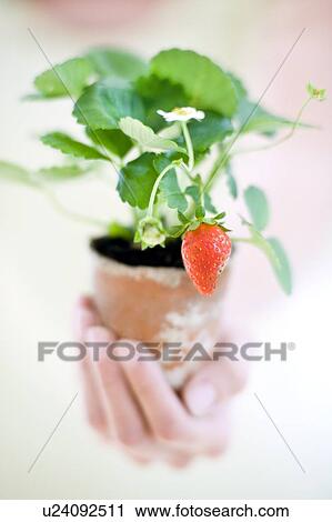 Strawberry plant View Large Photo Image Stock Image - Strawberry plant. Fotosearch
