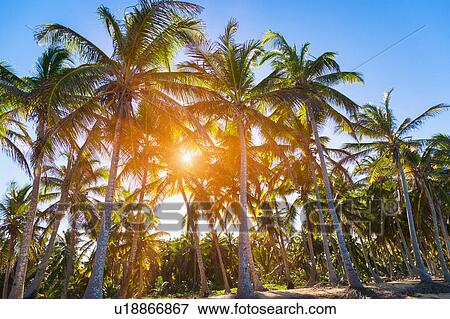 Sunlit forest of palm tree's on beach, Dominican Republic, The Caribbean View Large Photo Image Stock Photo - Sunlit forest of palm tree's on beach, Dominican Republic, The Caribbean. Fotosearch