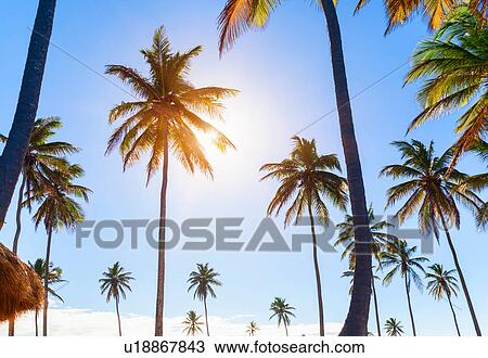 Sunlit palm tree's at coast, Dominican Republic, The Caribbean View Large Photo Image Stock Image - Sunlit palm tree's at coast, Dominican Republic, The Caribbean. Fotosearch