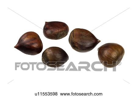 Sweet chestnuts View Large Photo Image Stock Photo - Sweet chestnuts. Fotosearch