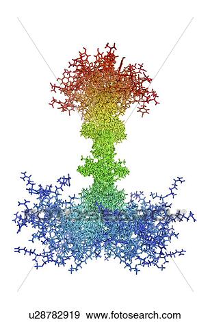 Syndecan-4 molecule View Large Photo Image Stock Photo - Syndecan-4 molecule. Fotosearch
