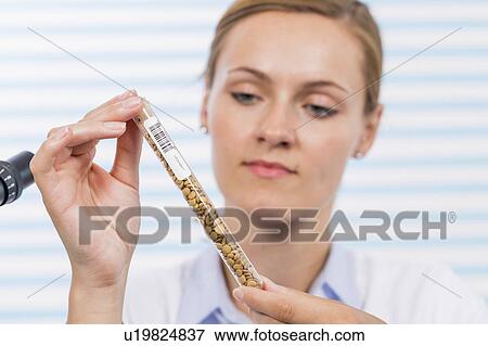 Technician examining legumes View Large Photo Image Stock Photo - Technician examining legumes. Fotosearch