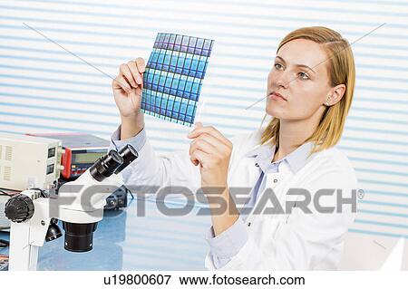 Stock Photo - Technician holding silicon wafers. Fotosearch