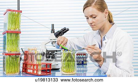 Stock Image - Technician working in lab with plants. Fotosearch