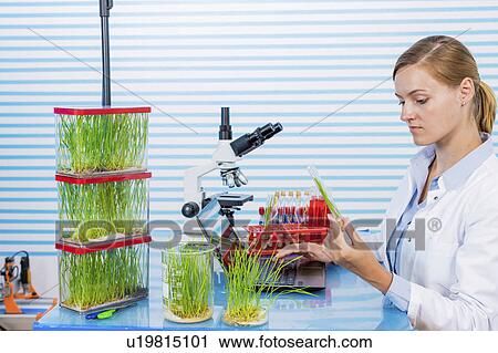 Technician working in lab with plants View Large Photo Image Stock Image - Technician working in lab with plants. Fotosearch
