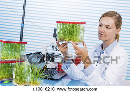 Stock Image - Technician working in lab with plants. Fotosearch