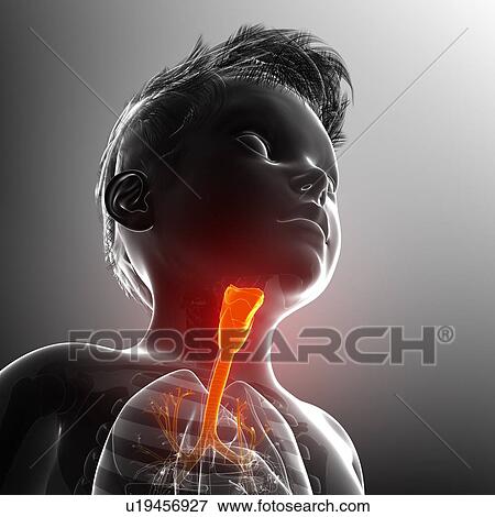Thyroid of a child, illustration View Large Photo Image Stock Photo - Thyroid of a child, illustration. Fotosearch