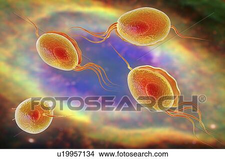 Picture - Trichomonas vaginalis, illustration. Fotosearch