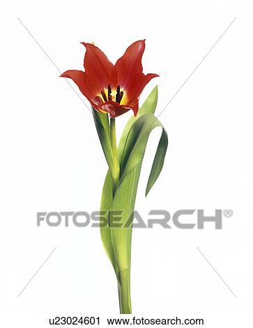 Tulip (Tulipa sp. ) View Large Photo Image Stock Image - Tulip (Tulipa sp. ). Fotosearch