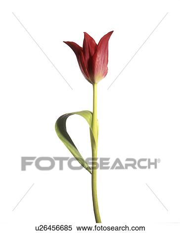 Stock Photography - Tulip (Tulipa sp. ). Fotosearch