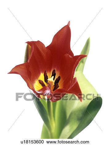 Tulip's reproductive structures View Large Photo Image Stock Image - Tulip's reproductive structures. Fotosearch