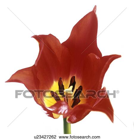 Stock Image - Tulip's reproductive structures. Fotosearch