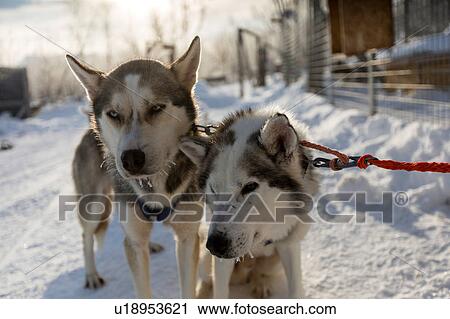 Stock Image - Two husky dogs, Abisko, Sweden. Fotosearch