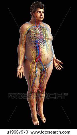Vascular and nervous system, illustration View Large Photo Image Stock Image - Vascular and nervous system, illustration. Fotosearch
