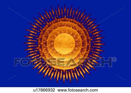 Virus, conceptual artwork View Large Photo Image Stock Image - Virus, conceptual artwork. Fotosearch