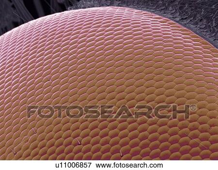 Wasp eye, SEM View Large Photo Image Stock Photo - Wasp eye, SEM. Fotosearch