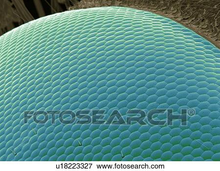 Stock Photo - Wasp eye, SEM. Fotosearch