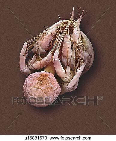 Stock Image - Water flea, SEM. Fotosearch