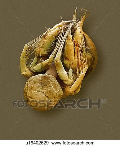 Water flea, SEM View Large Photo Image Stock Photo - Water flea, SEM. Fotosearch