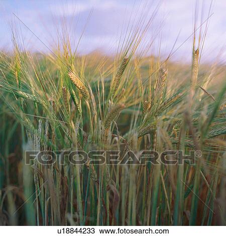 Stock Image - Wheat field, close-up. Fotosearch