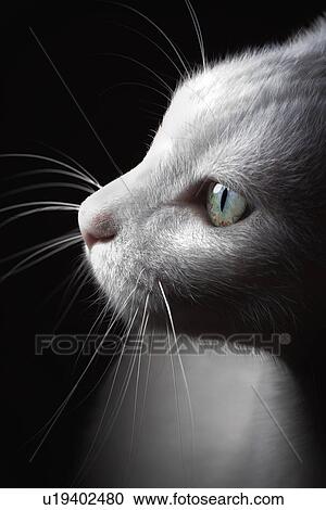 Stock Image - White cat, portrait. Fotosearch