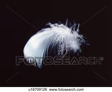 Stock Photograph - White feather against black background. Fotosearch