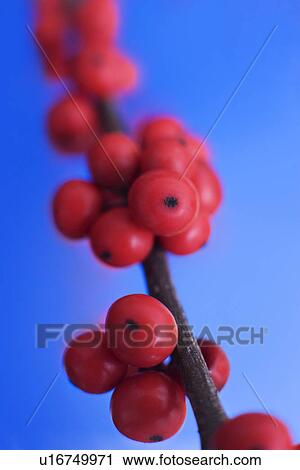 Winterberry (Ilex verticillata) View Large Photo Image Stock Image - Winterberry (Ilex verticillata). Fotosearch