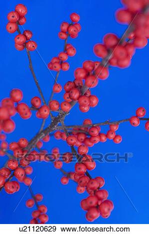 Winterberry (Ilex verticillata) View Large Photo Image Stock Photo - Winterberry (Ilex verticillata). Fotosearch