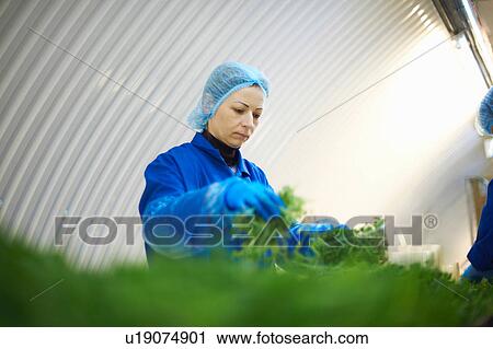 Stock Image - Woman on production line wearing hair net packaging vegetables. Fotosearch