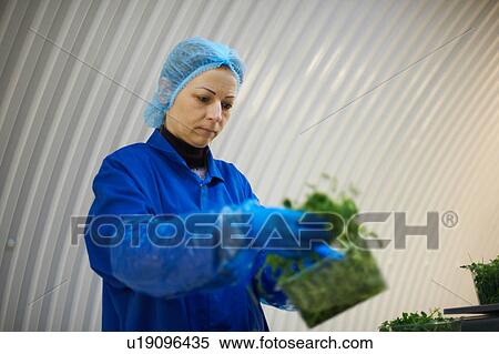 Stock Photography - Woman wearing hair net and latex gloves packaging vegetables. Fotosearch