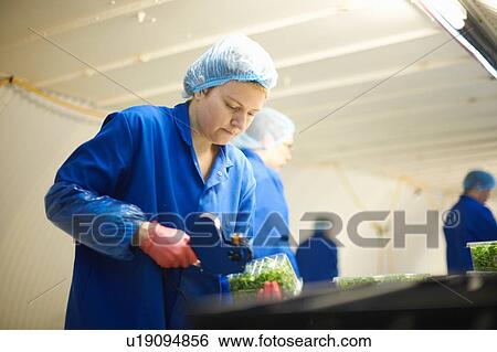 Stock Photograph - Woman wearing hair net on production line using price gun. Fotosearch