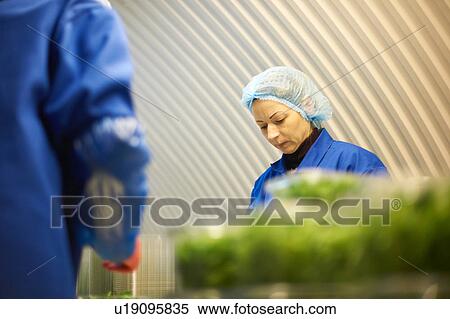 Woman wearing hair net working on production line View Large Photo Image Stock Photography - Woman wearing hair net working on production line. Fotosearch