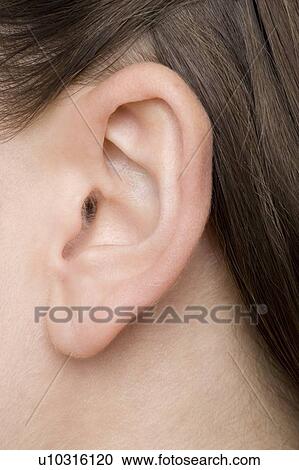 Woman's ear View Large Photo Image Stock Image - Woman's ear. Fotosearch
