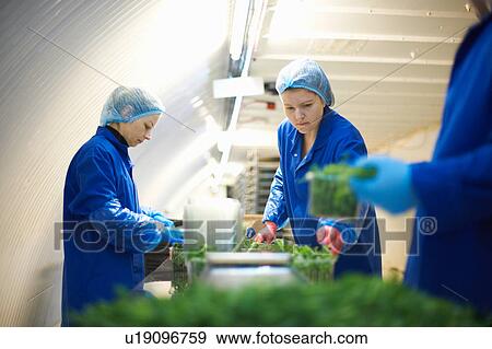 Stock Photo - Women wearing working on production line, packing vegetables. Fotosearch