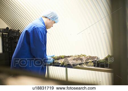 Worker monitoring seed tray in underground tunnel nursery, London, UK View Large Photo Image Stock Photo - Worker monitoring seed tray in underground tunnel nursery, London, UK. Fotosearch