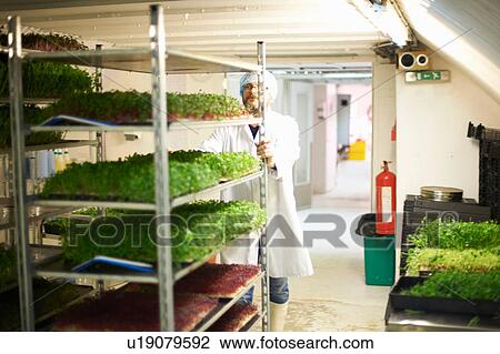 Worker pushing trolley of freshly grown vegetables View Large Photo Image Stock Image - Worker pushing trolley of freshly grown vegetables. Fotosearch