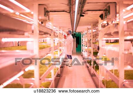 Worker tending micro greens in underground tunnel nursery, London, UK View Large Photo Image Stock Photograph - Worker tending micro greens in underground tunnel nursery, London, UK. Fotosearch
