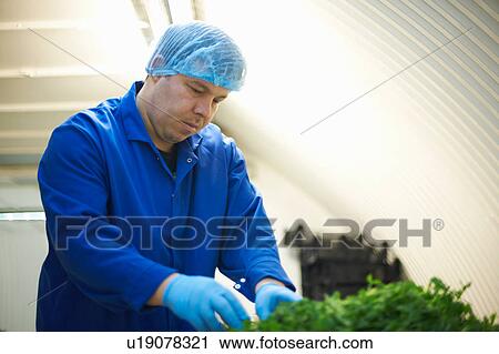Worker wearing hair net and latex gloves quality checking freshly grown vegetables View Large Photo Image Stock Image - Worker wearing hair net and latex gloves quality checking freshly grown vegetables. Fotosearch
