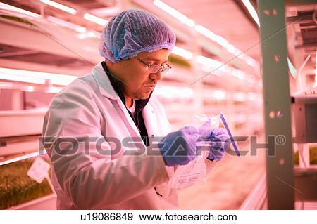 Worker wearing hair net and latex gloves collecting samples in plastic bag View Large Photo Image Stock Photo - Worker wearing hair net and latex gloves collecting samples in plastic bag. Fotosearch