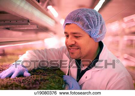 Stock Photograph - Worker wearing hair net checking vegetables growing in artificial light smiling. Fotosearch
