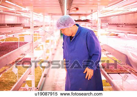 Worker wearing hair net quality checking vegetables growing under artificial light View Large Photo Image Stock Photography - Worker wearing hair net quality checking vegetables growing under artificial light. Fotosearch