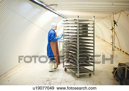 Stock Photo - Worker wearing hair net, rubber boots and apron pushing trolley through corridor. Fotosearch