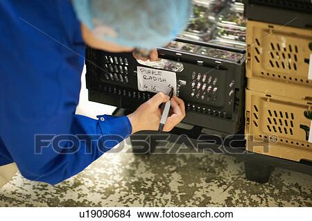 Worker wearing hair net writing on label on crate View Large Photo Image Picture - Worker wearing hair net writing on label on crate. Fotosearch