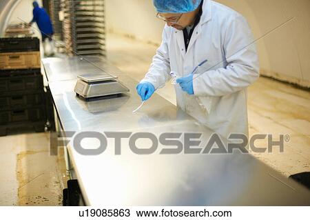 Stock Image - Worker wearing hairnet and latex gloves swabbing stainless steel counter in factory. Fotosearch