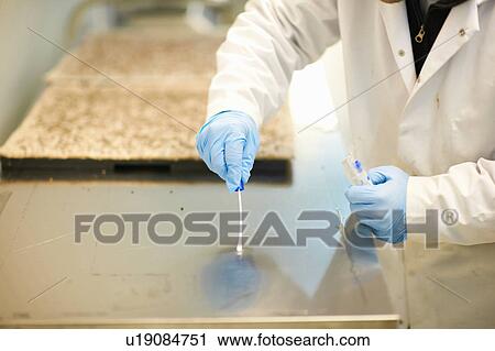 Stock Image - Worker wearing latex gloves swabbing stainless steel counter. Fotosearch