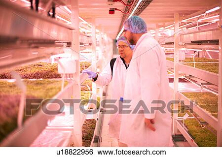Stock Photograph - Workers discussing micro greens in underground tunnel nursery, London, UK. Fotosearch