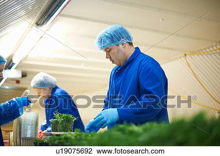 Stock Image - Workers on production line wearing hair nets packaging vegetables. Fotosearch