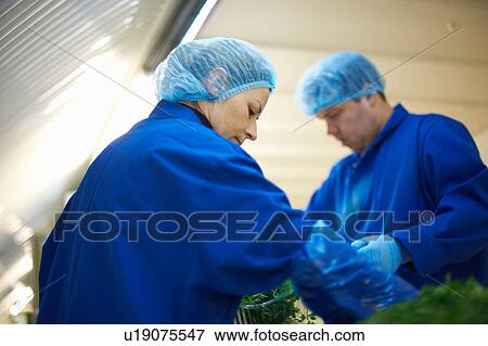 Stock Photo - Workers on production line wearing hair nets packaging vegetables. Fotosearch