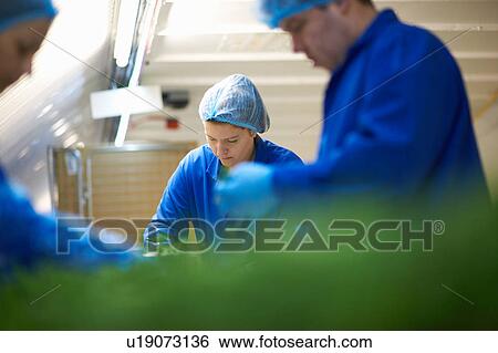 Workers on production line wearing hair nets packaging vegetables View Large Photo Image Stock Photograph - Workers on production line wearing hair nets packaging vegetables. Fotosearch