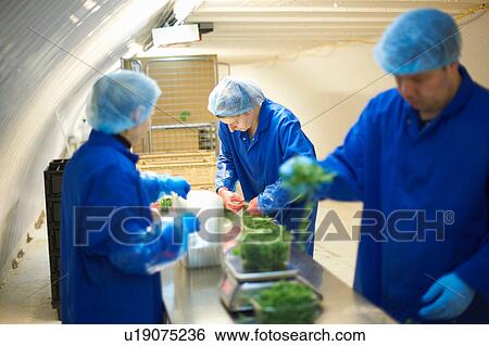Stock Photograph - Workers on production line wearing hair nets packaging vegetables. Fotosearch